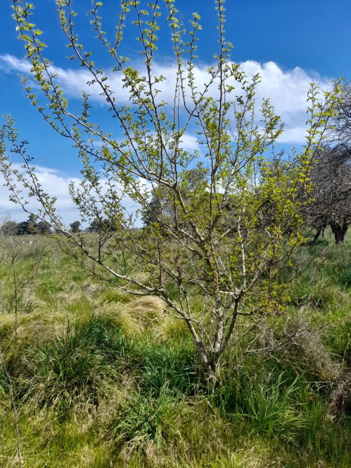 ALQUILER - CAMPO 